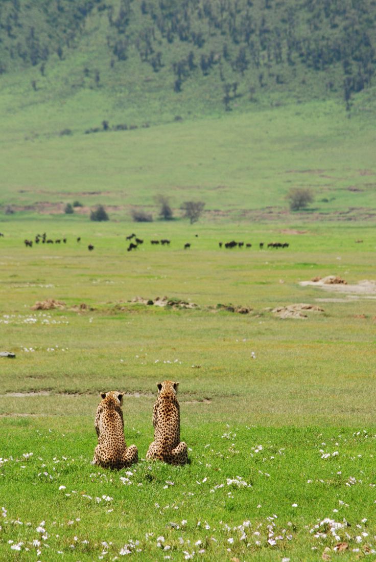 Ngorongoro Crater floor